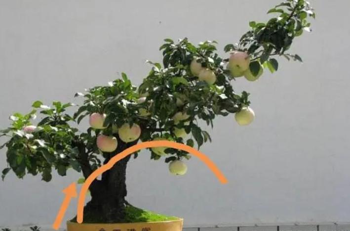 矮化苹果盆景种在家里能结果吗,苹果盆景矮化栽培