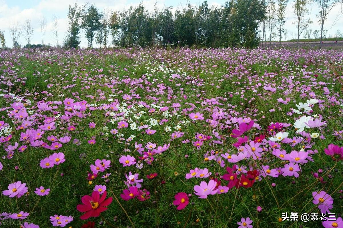 女作家去做保姆15年,女作家去做保姆奇葩的理由