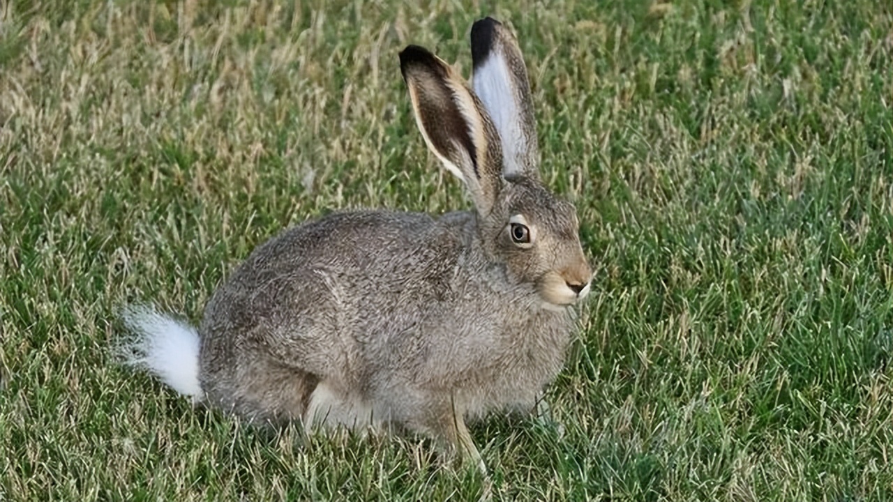 动物界的短跑冠军前10名,动物界中跑得最快的是谁