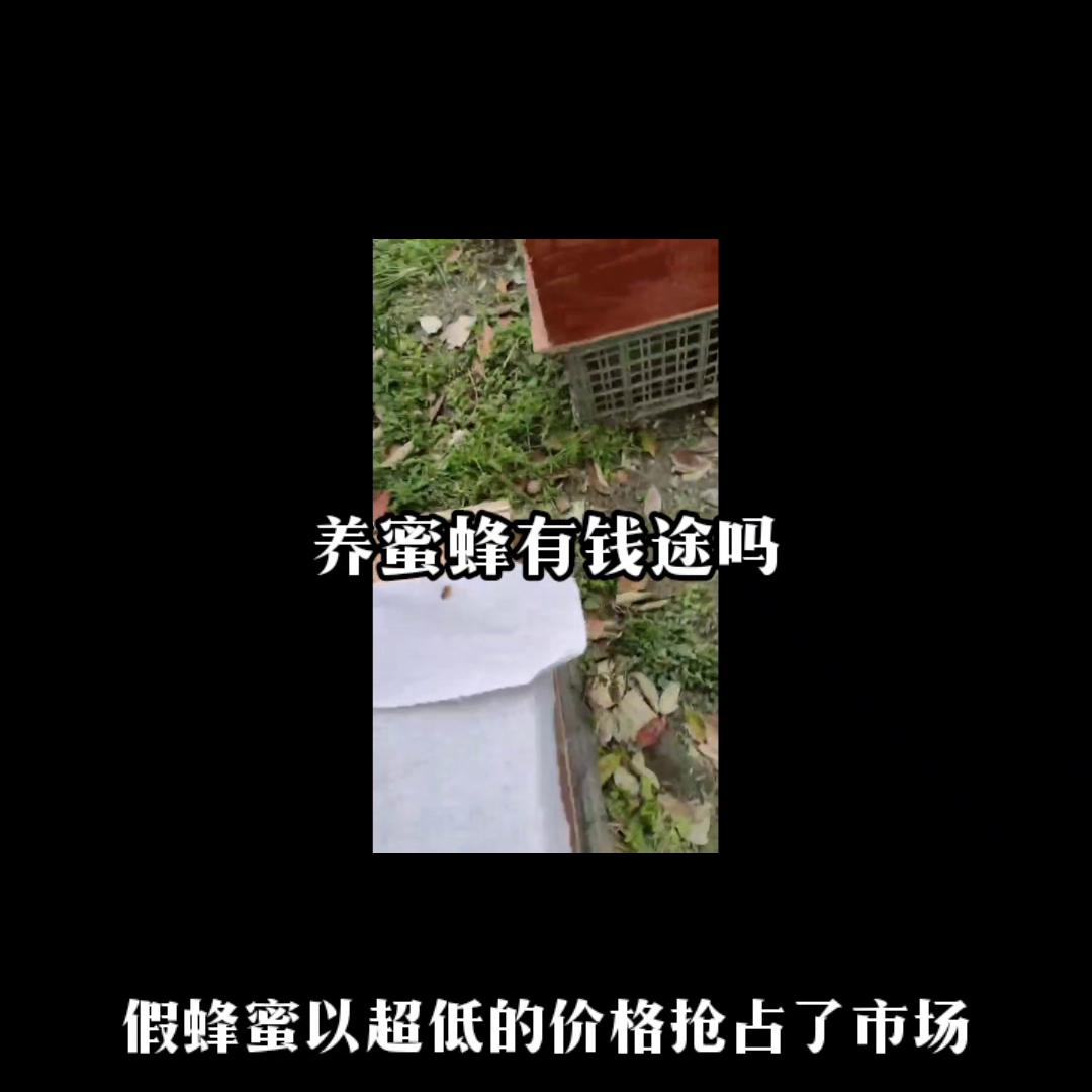 养殖蜜蜂100箱一年能赚多少钱,蜜蜂怎么养才会发家