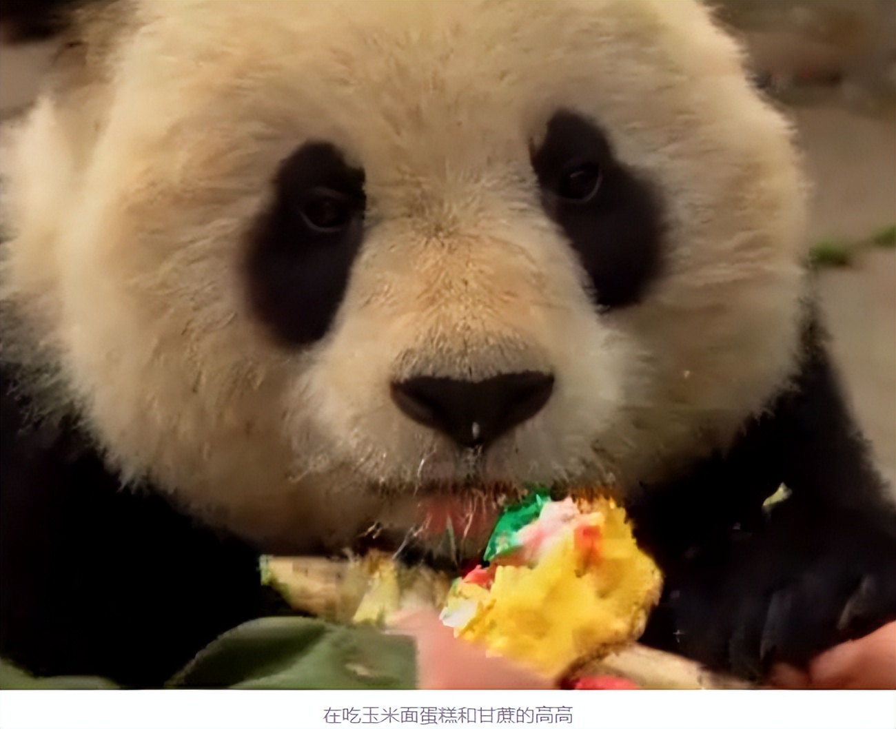 大熊猫高高成长,野生大熊猫高高学爬树