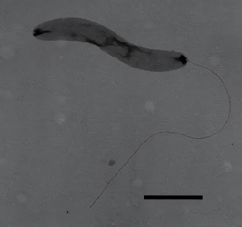 肠道菌群由哪些细菌组成,深度分析肠道细菌