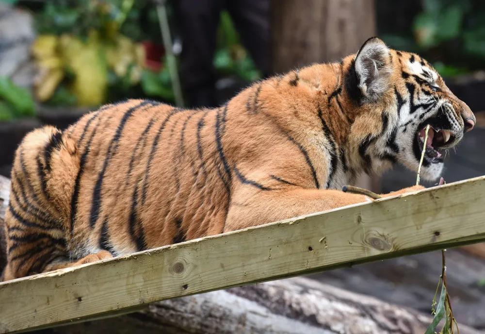 广州长隆野生动物园全部动物,广州长隆野生动物园所有动物介绍