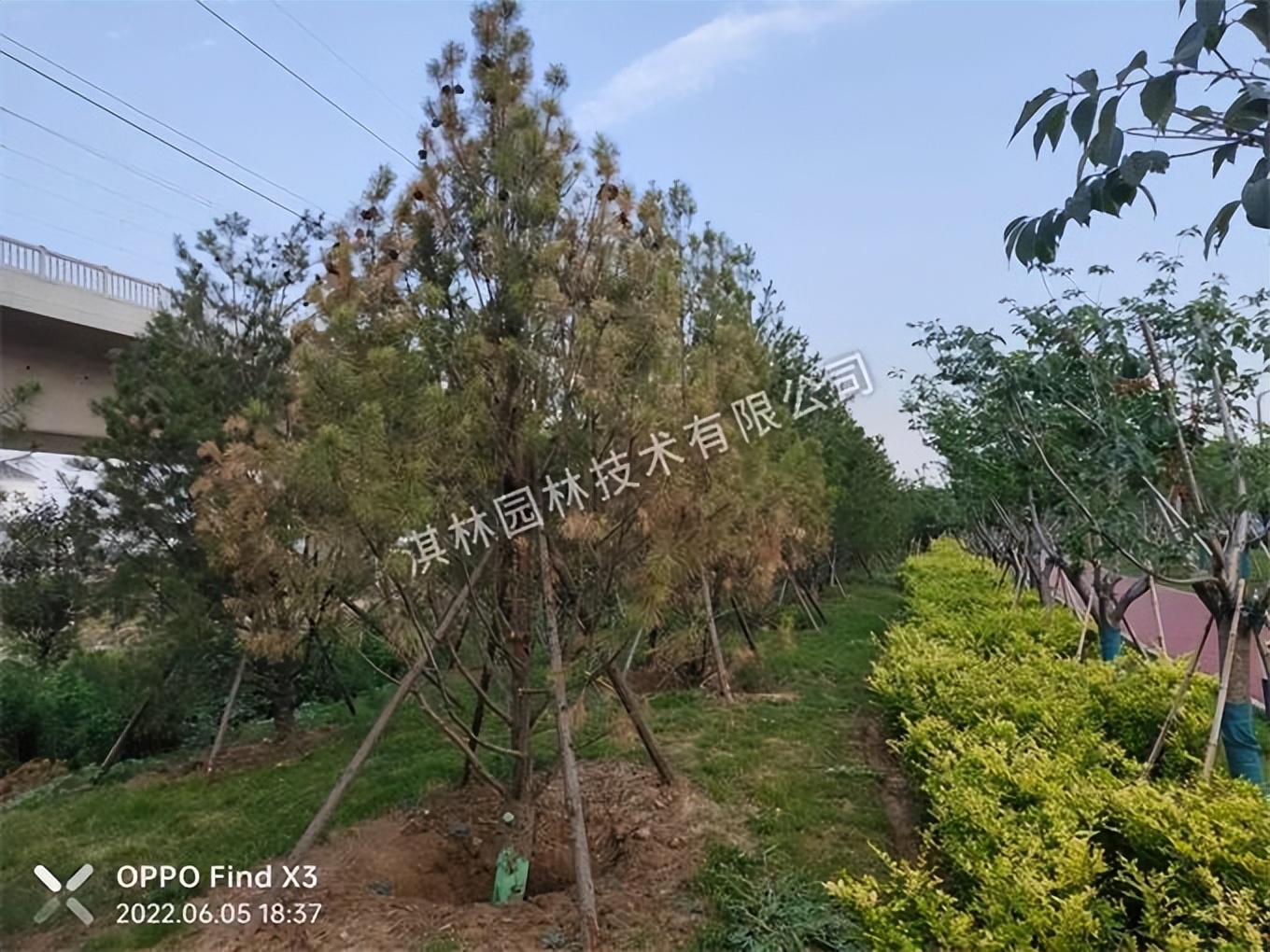 松树针枯病是什么原因,松树枯梢是什么原因