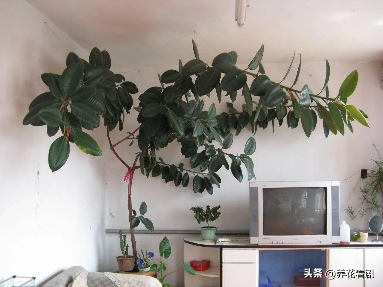 橡皮树叶子东倒西歪,橡皮树黄叶掉叶怎么办视频