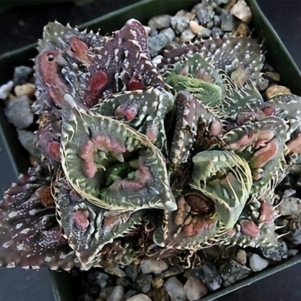 102个大类近500个多肉植物图片，都极其美丽，建议在家中也养一盆