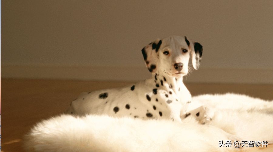 每天了解狗狗,每天了解一种动物紫翅椋鸟