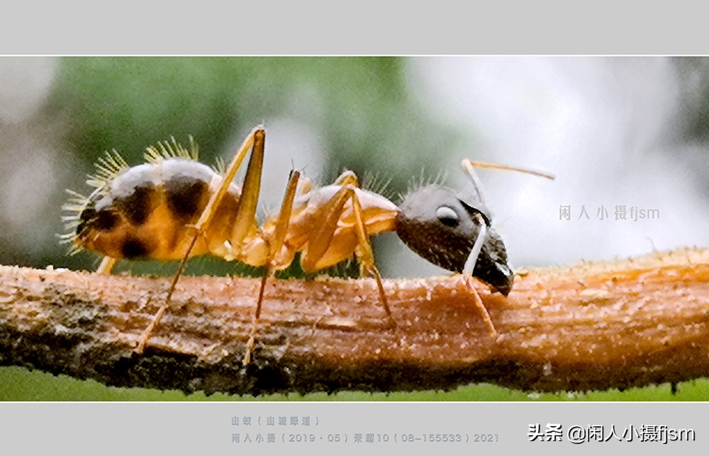 近距离拍摄昆虫小动物,常见昆虫微距摄影活动