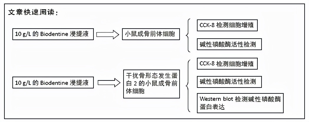 促进成骨细胞分化和骨形成,促进骨细胞增殖的活性肽