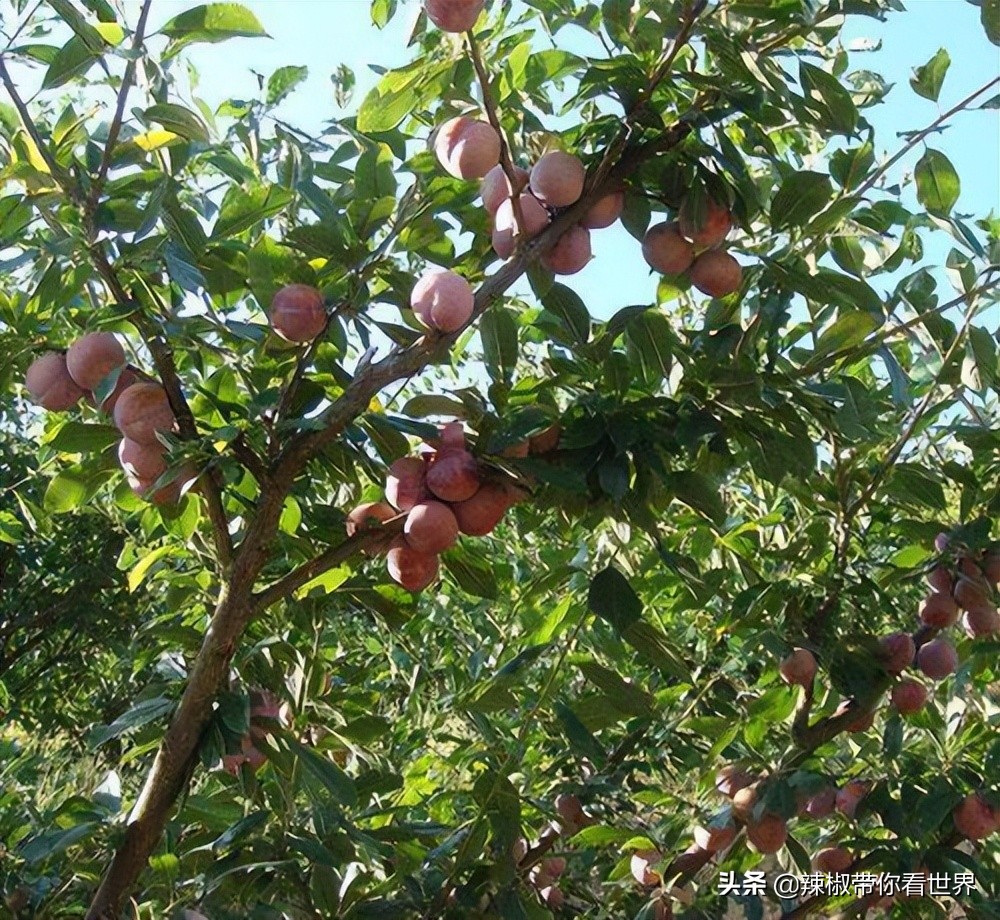 宁德大黄鱼之乡攻略,霞浦大黄鱼之乡图片