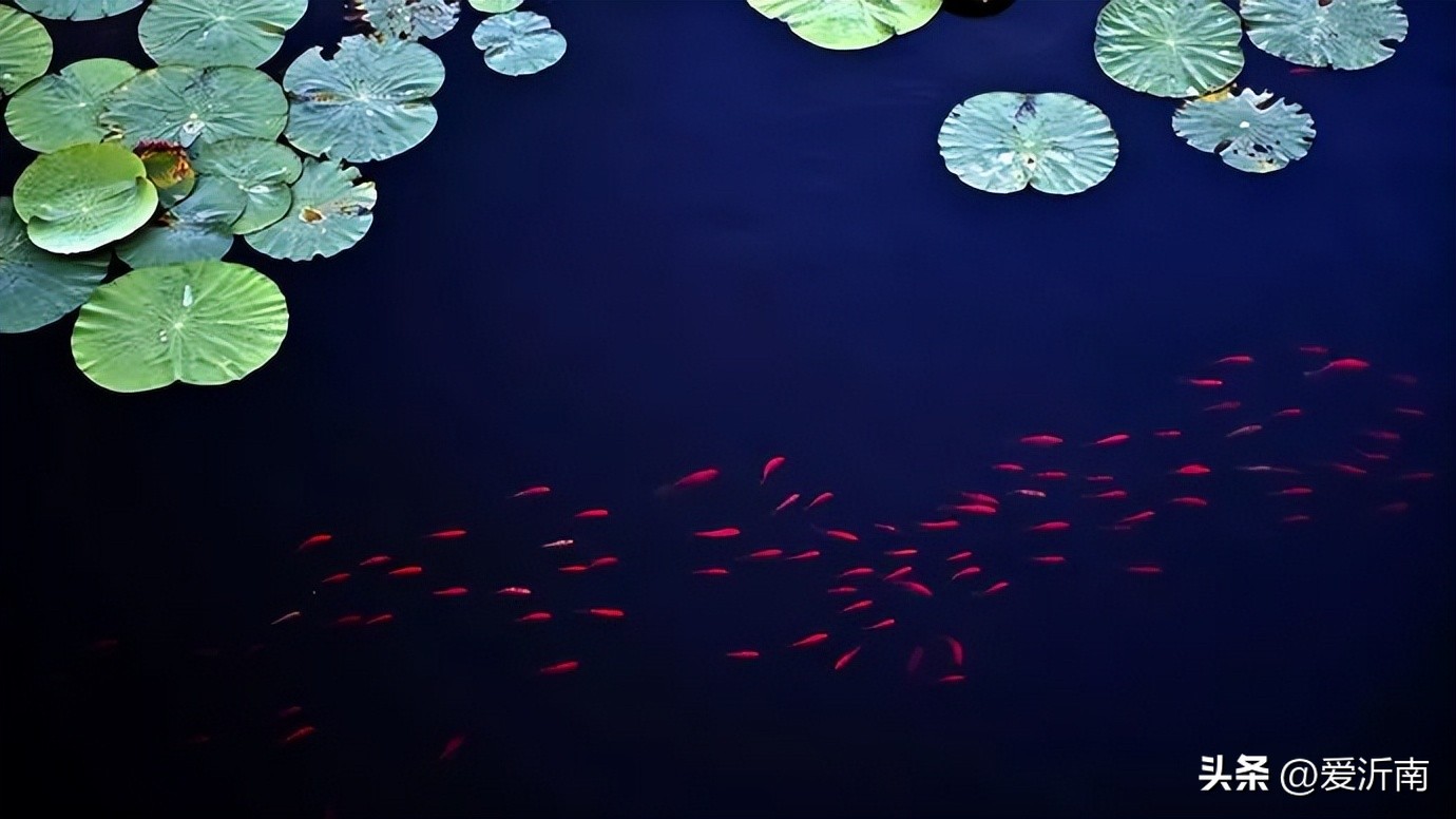 100句绝美春日诗词温柔又浪漫,微雨过小荷翻榴花开欲然