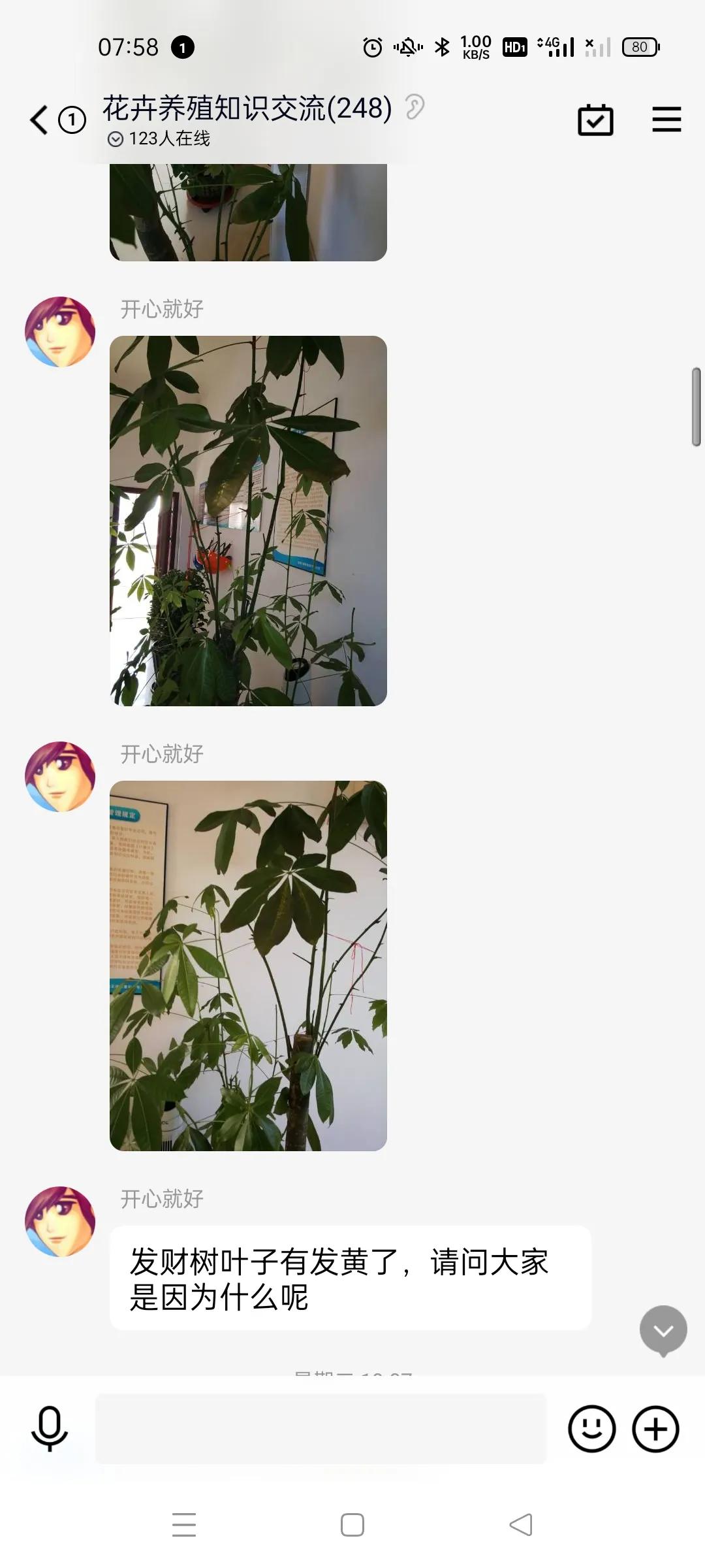 我家的绿植黄叶了怎么办,绿植出现病虫害怎么处理