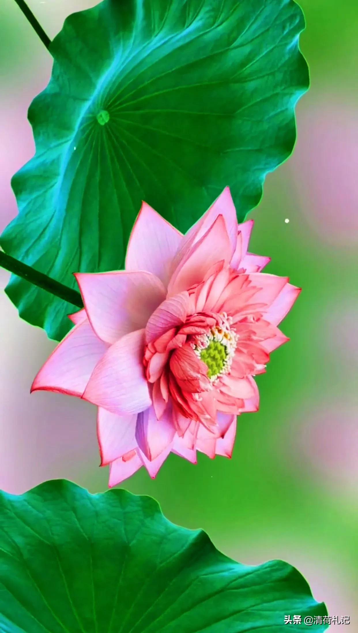 清荷札记心无杂念向美而行,清荷札记人生感悟与君共勉