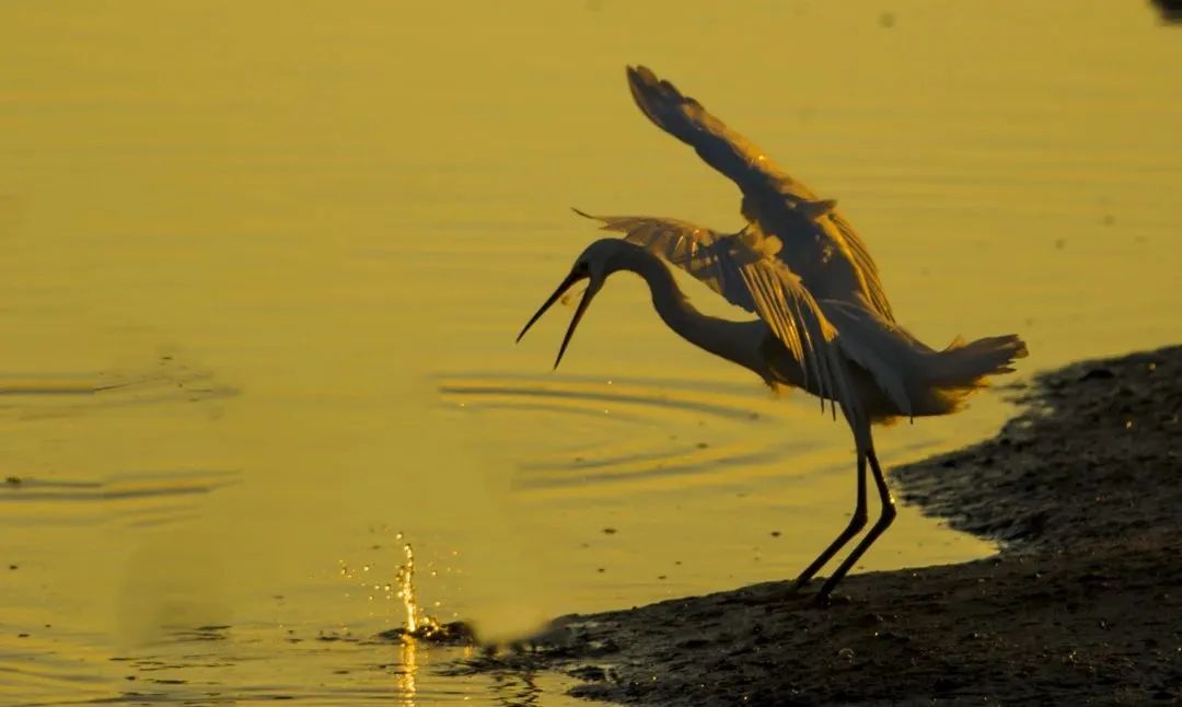 用脚步丈量城市42.195公里,2万多人用脚步丈量西安