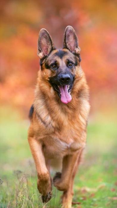 为什么德牧不适合家养,为什么德牧犬不看家护院