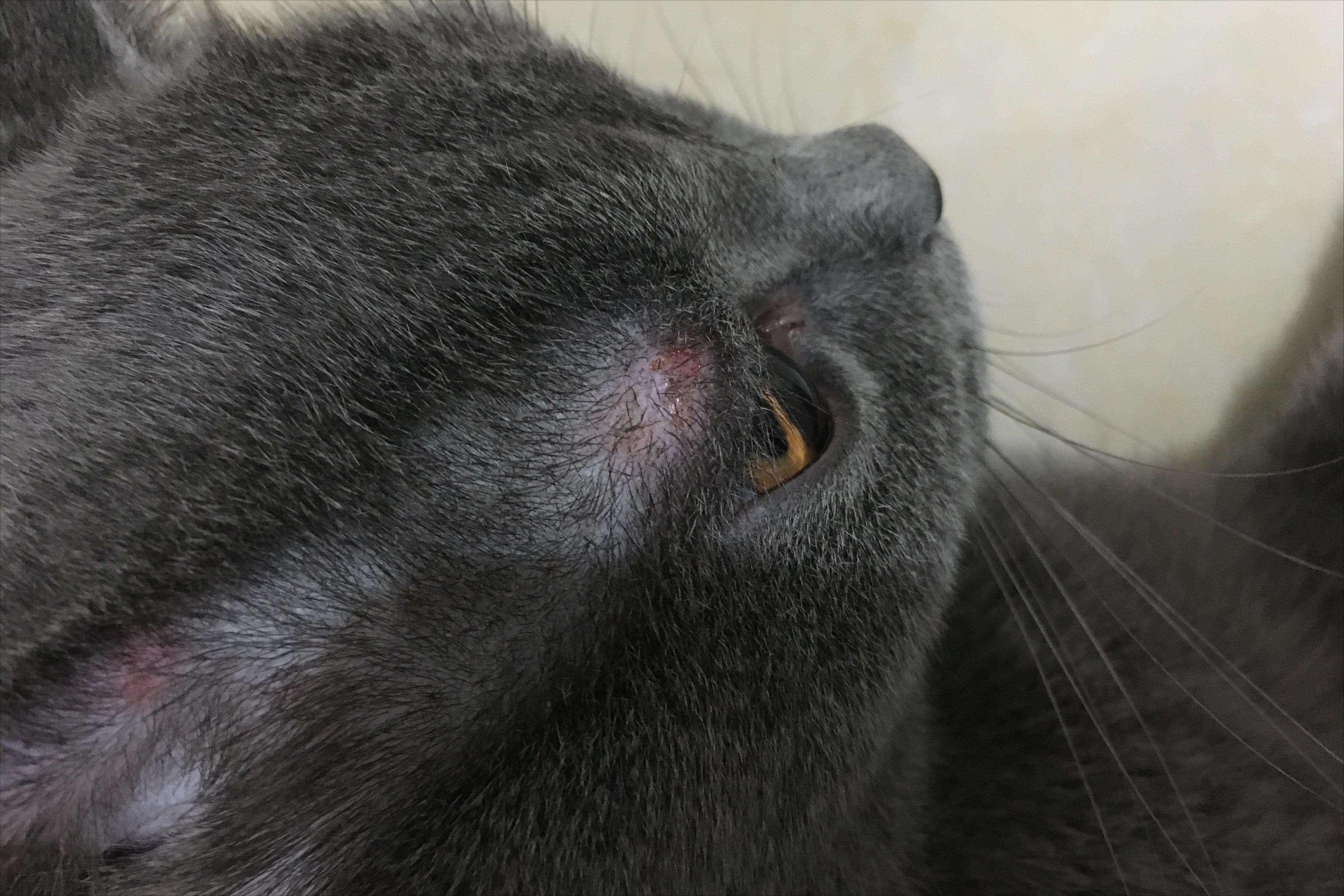 猫癣会传染狗么,被猫癣传染了可以用猫癣药擦吗