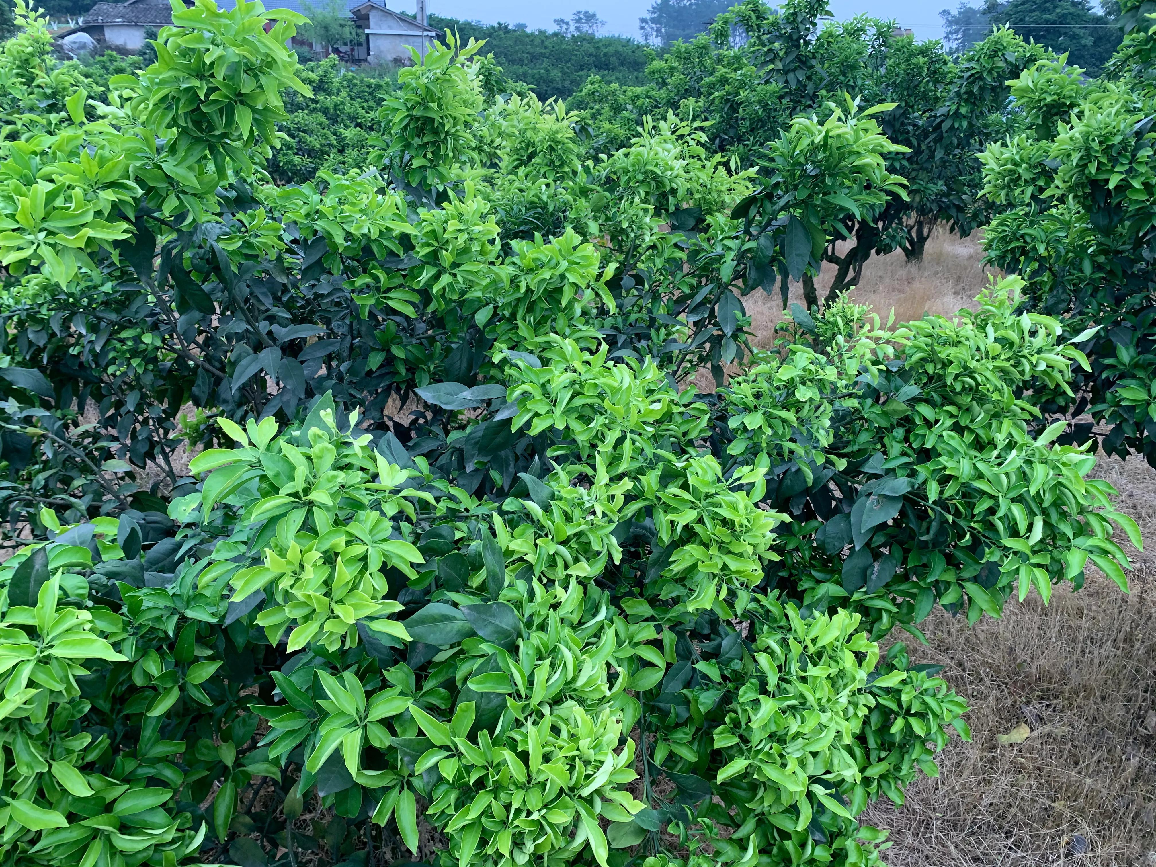 柑橘树脂病防治,柑橘树脂病最有效的杀菌剂