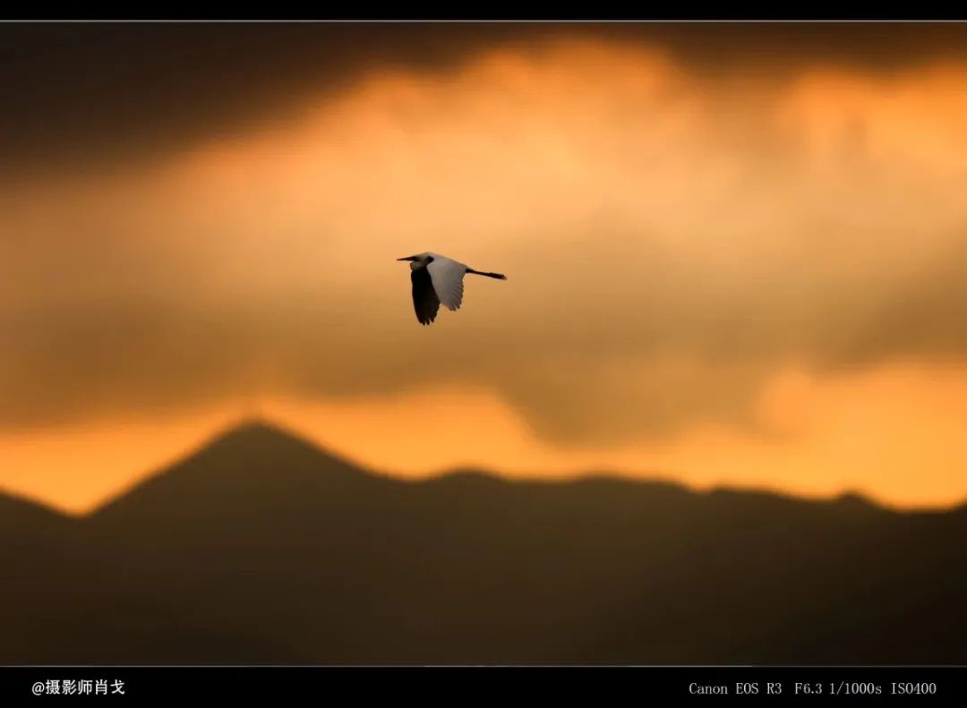 哪里能买到佳能rf800mmf5.6定焦镜头,佳能rf600与佳能rf800mm对比图