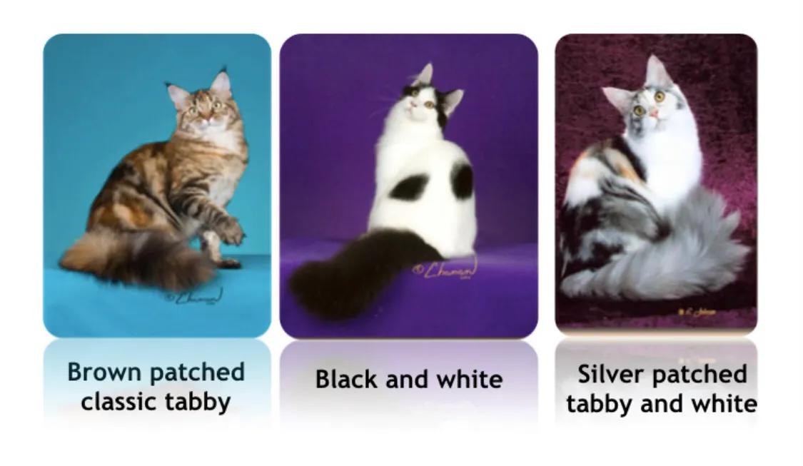 重点布偶和蓝白会配出缅因吗,天选猫耳为什么这么贵