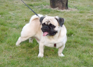 巴哥太胖怎么办,巴哥犬胖