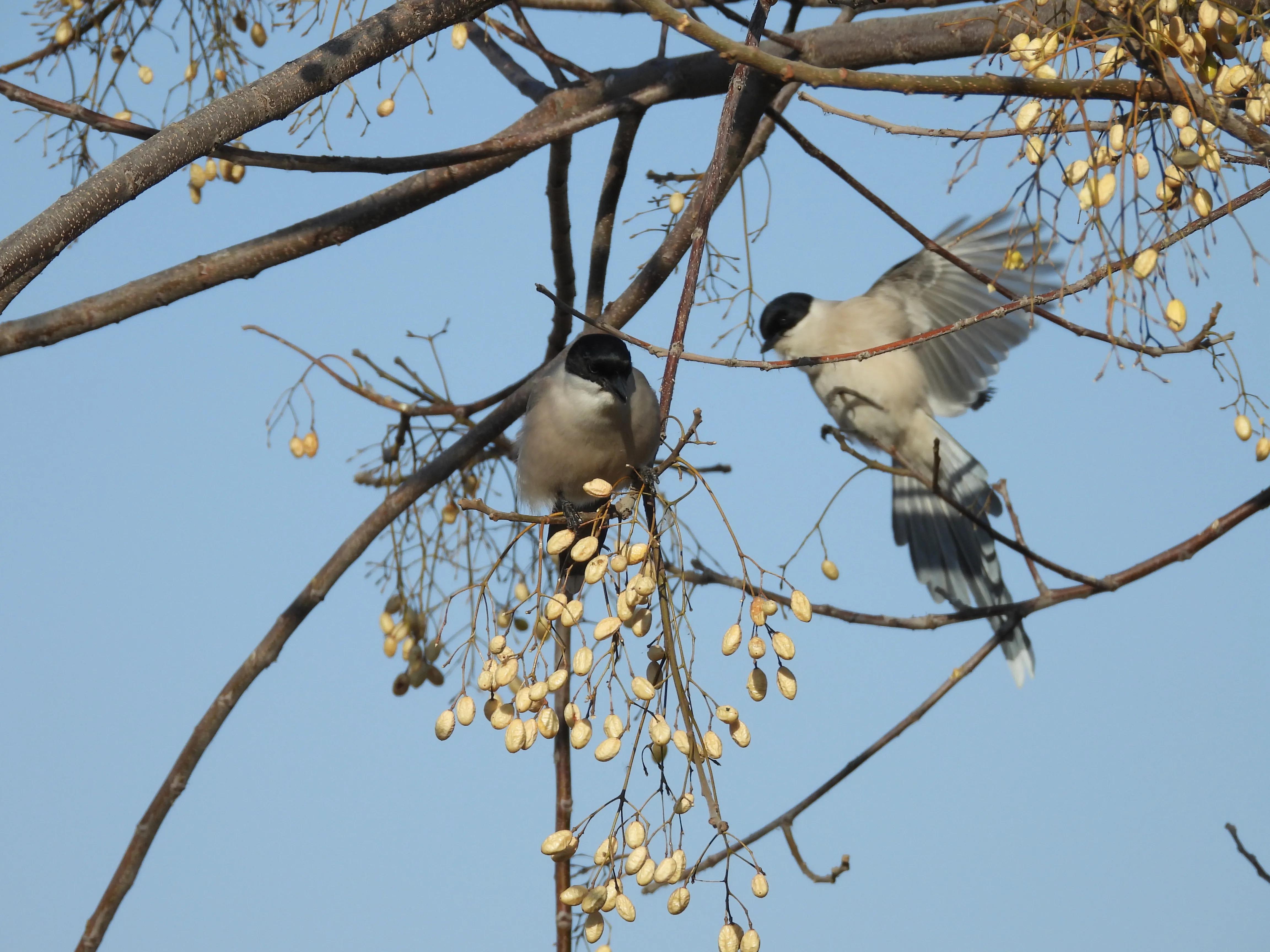 灰喜鹊冬天食物,灰喜鹊喂什么
