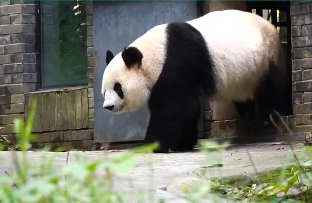 熊猫界几大家族,熊猫的种类有多少种