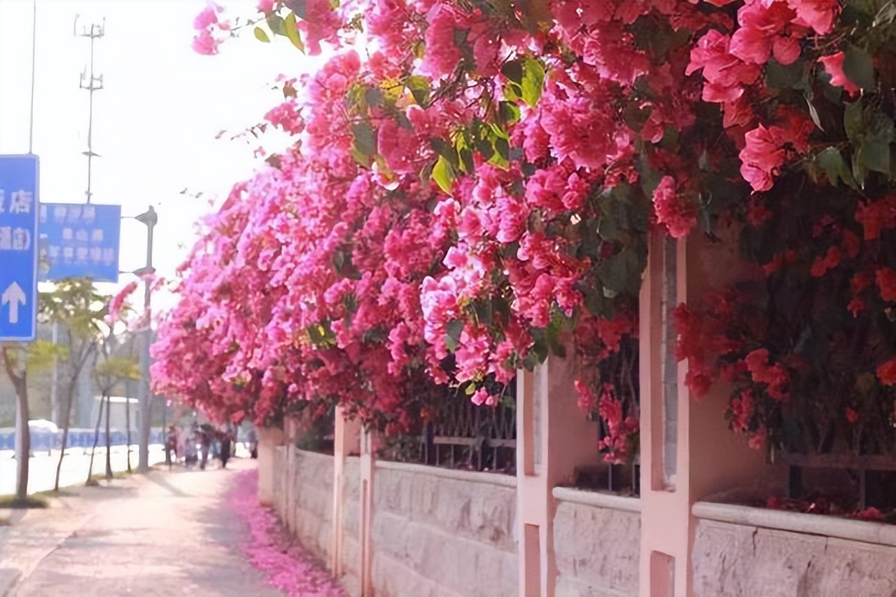 最耐阴的爬藤花四季常青,什么花爬藤比较好