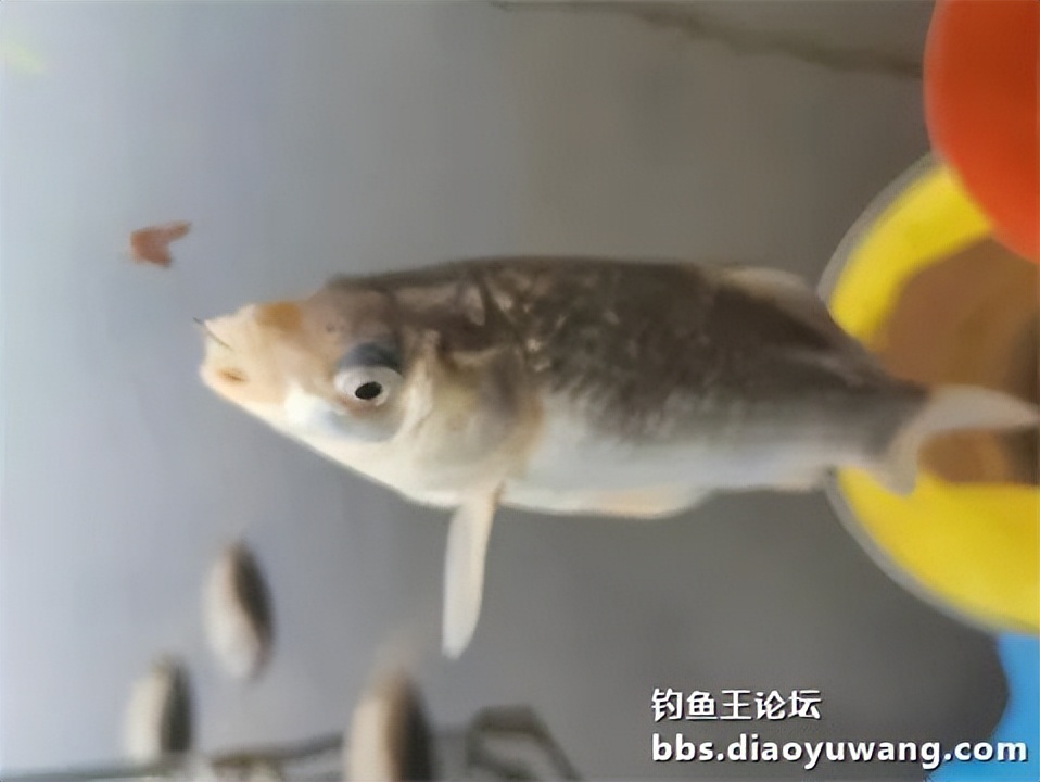 钓鱼王王者风范，拿捏多鱼种轻松