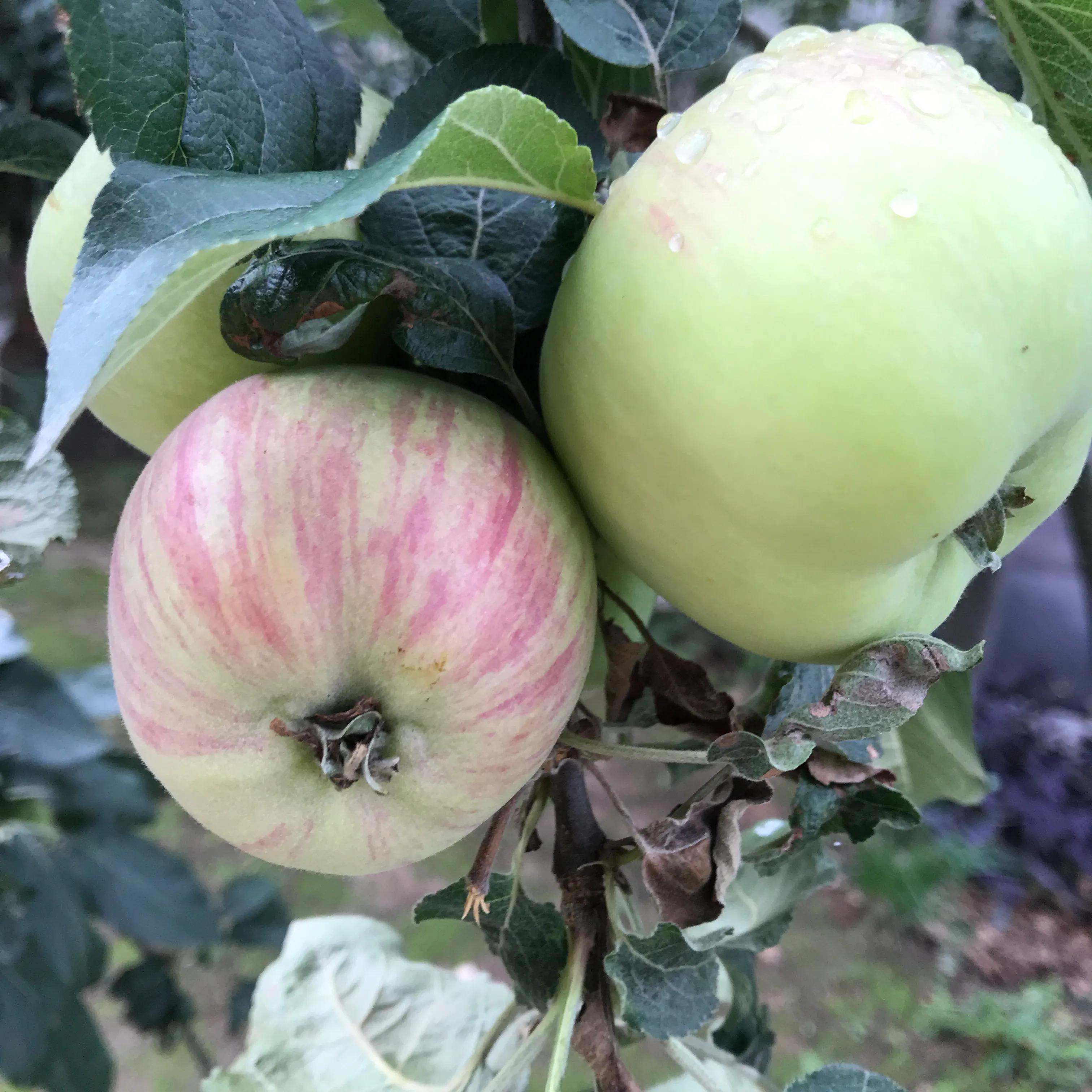 世外桃源山顶的隐居生活,山顶世外桃源