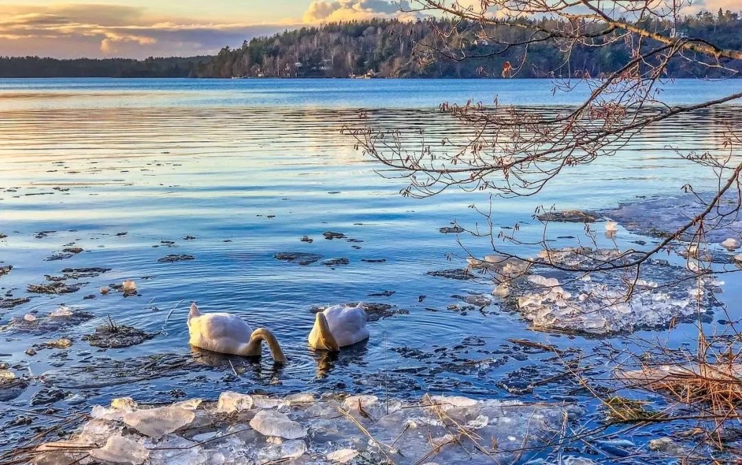 北欧——小众留学的最佳选择？留学优势、申请要求都是什么？