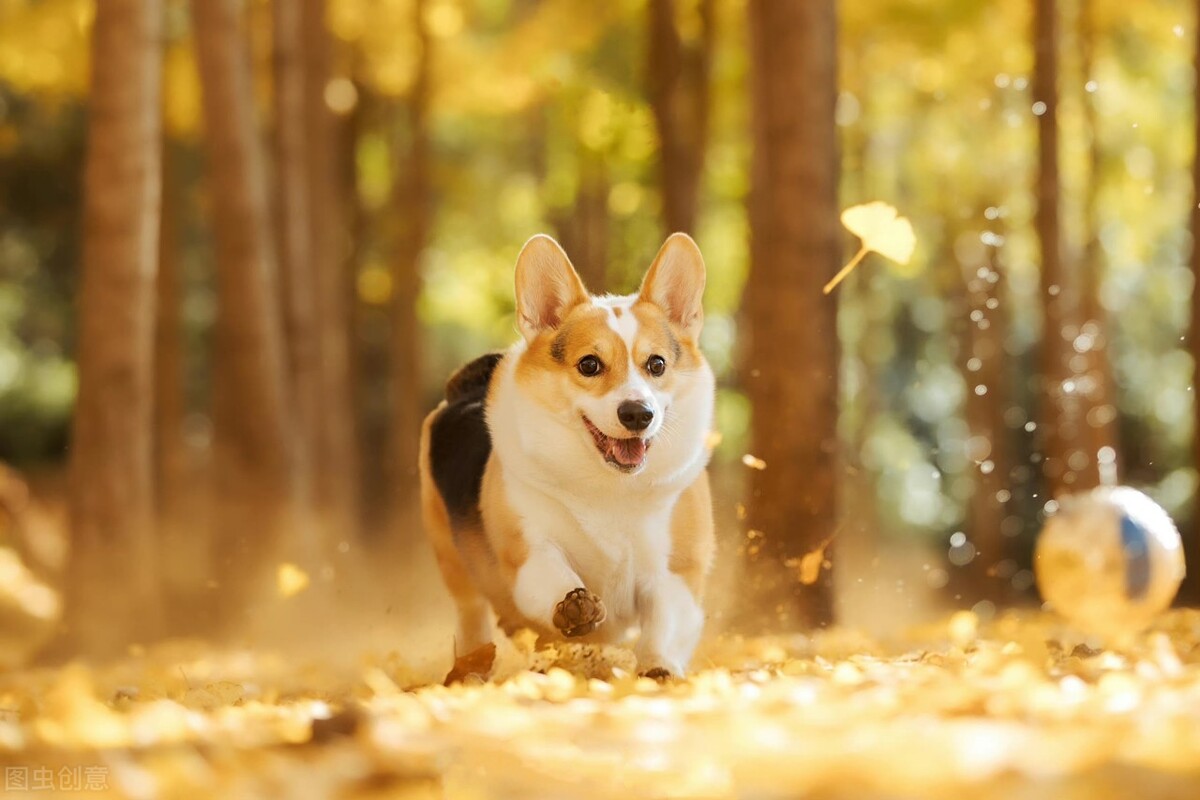 脾气好到爆的六种狗狗你喜欢哪种,狗狗有这7种表现证明你养得很好