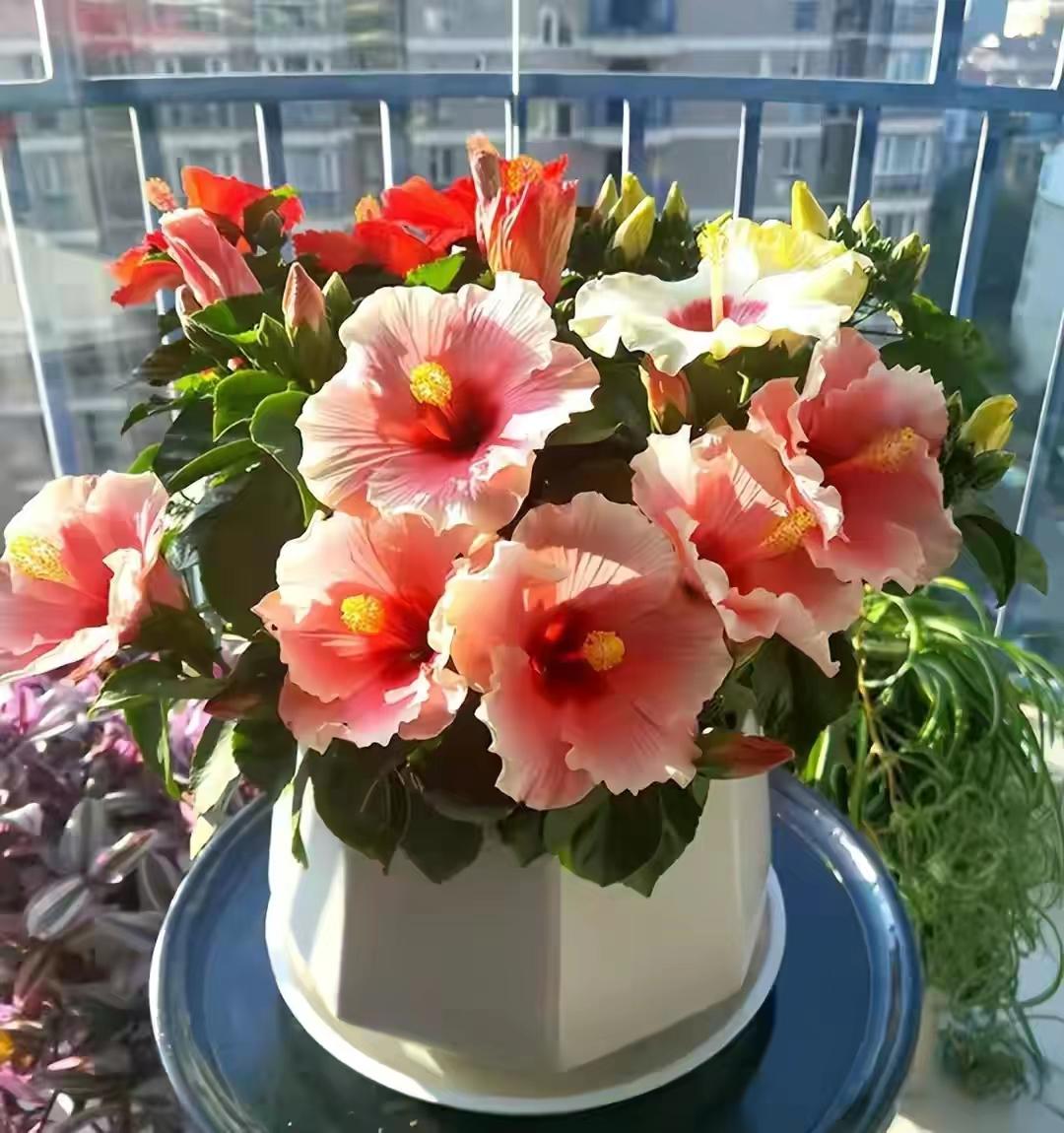 降温了花草室内过冬,降温了种菜