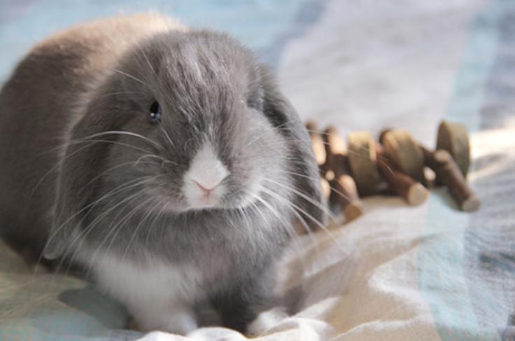 兔子拉稀什么都不吃怎么办,兔子拉稀怎么给兔子打针