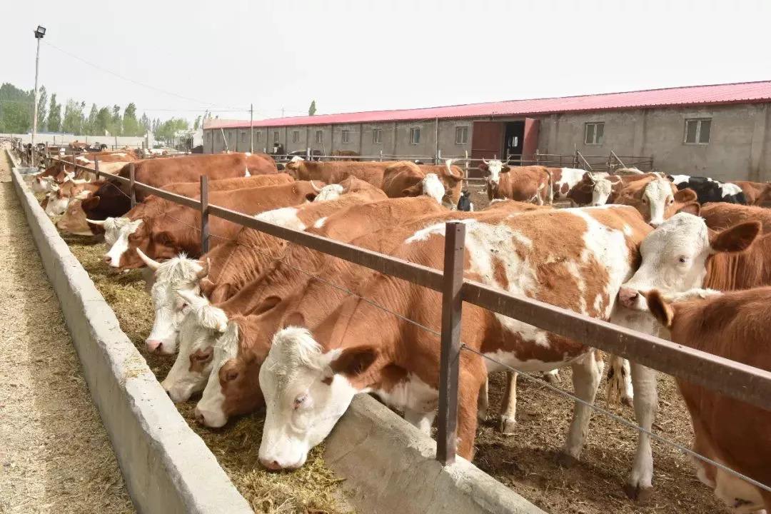 牛胀肚子不怎么吃草,牛肚子胀气还吃草怎么办