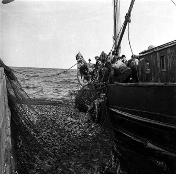 渔民捕到7斤大黄鱼卖出4万多元,渔民一网捕近5000斤野生大黄鱼