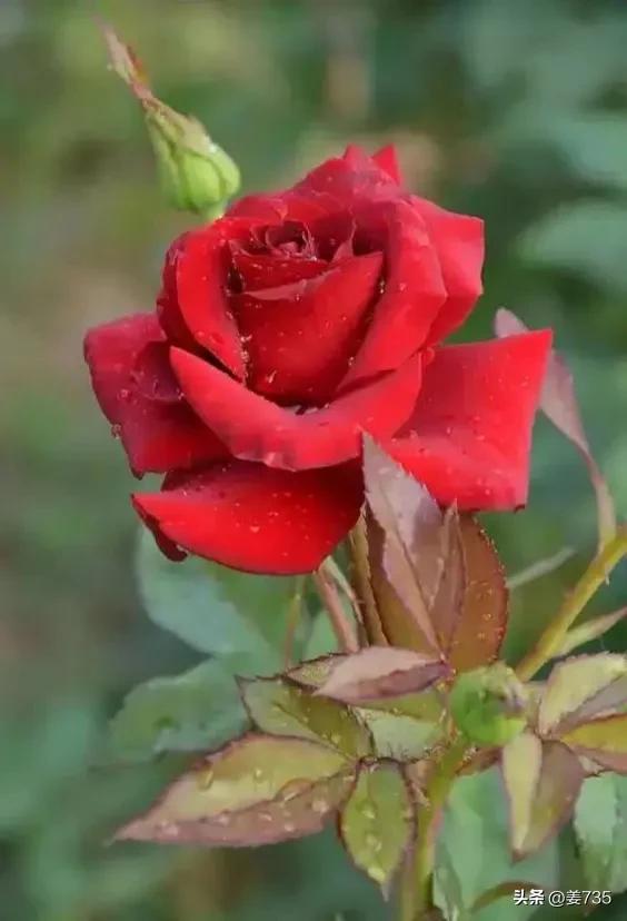 叔叔和叔母的浪漫爱情故事