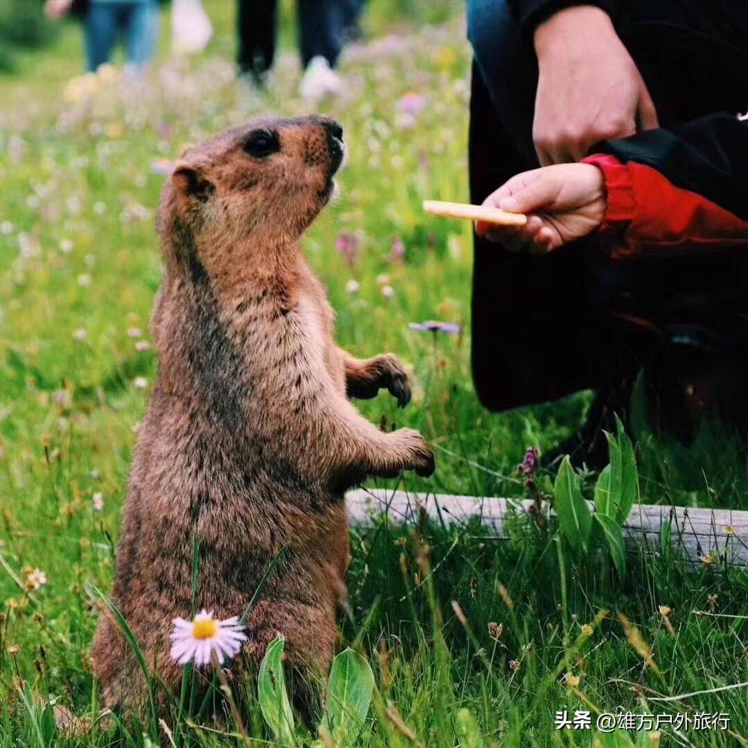 川西稻城亚丁四姑娘山色达路线,川西旅游色达佛学院