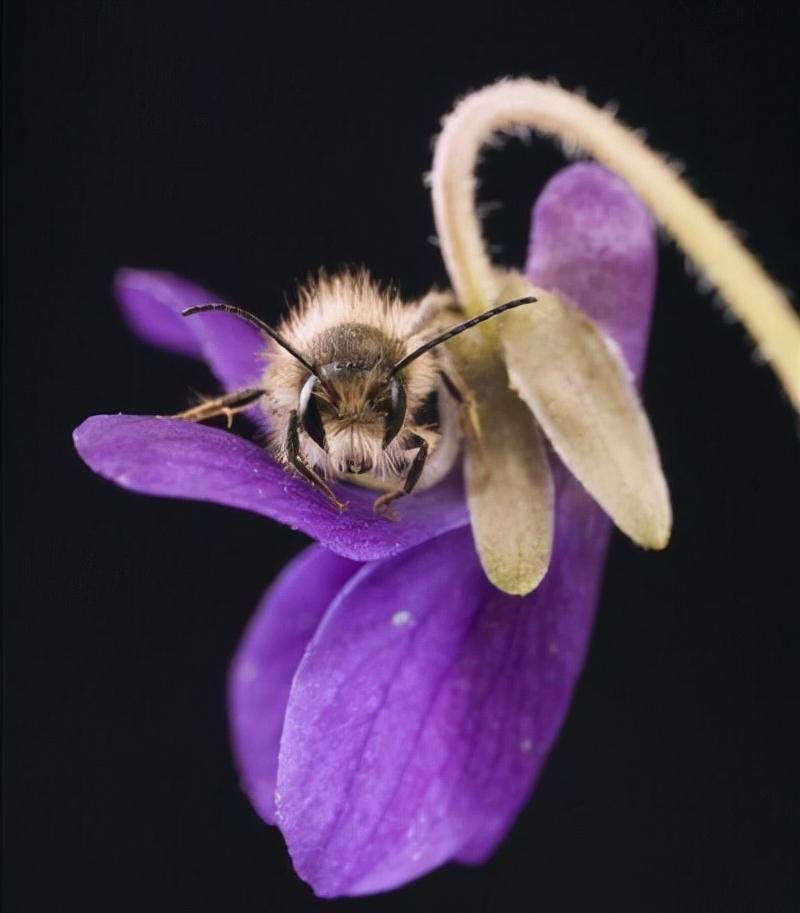 大棚壁蜂授粉,壁蜂授粉的原因和方法
