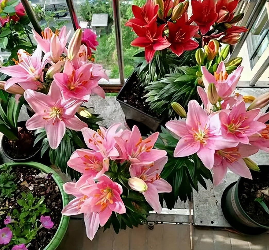 百合花怎样养开花多又好看,百合花怎么养才能开花多旺盛