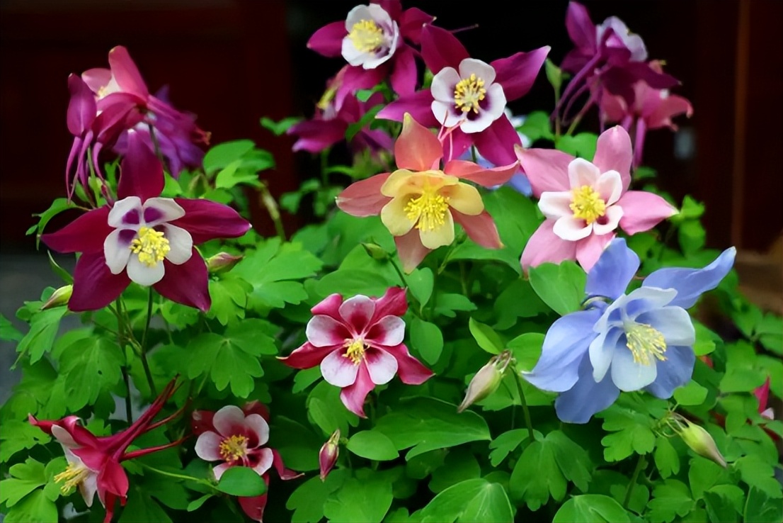 百花种类大全,百花的种类有哪些