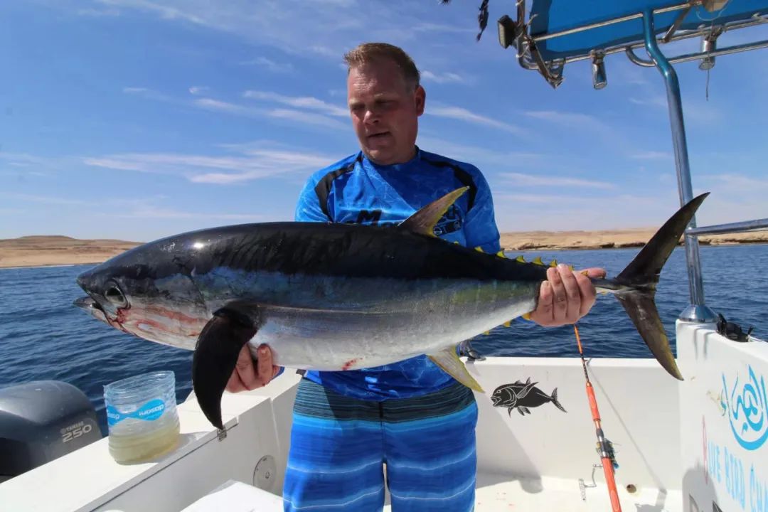 女白领放弃回村的生活,女白领逃离大城市