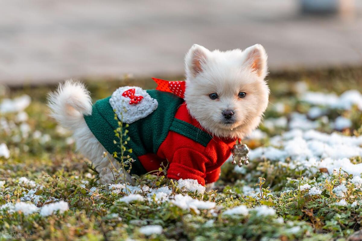 狗狗怕冷怎么解决,狗狗怕冷应该怎么办