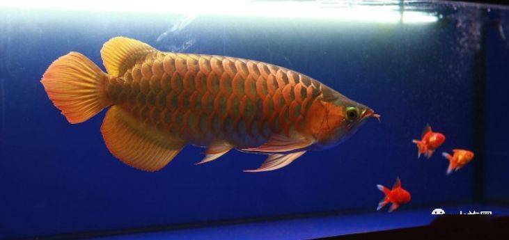 龙鱼的饲养方法和注意事项大全,龙鱼饲养问题