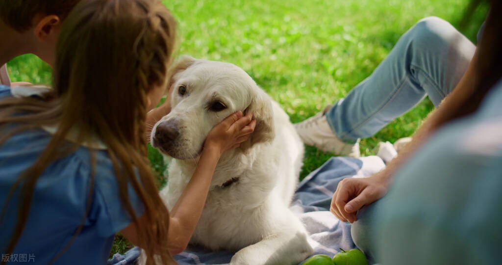 怎么阻止狗狗扒腿,如何阻止狗狗咬牵引绳