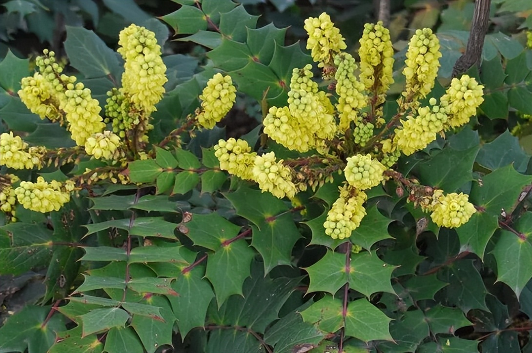 大气的花卉名字大全四个字,二字植物名字大全