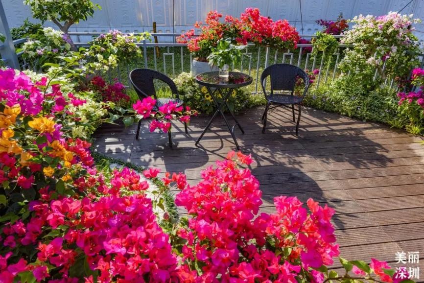 12月深圳赏花公园,11月份深圳哪个公园花好看