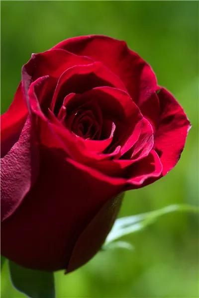 玫瑰花绝美头像,绝美玫瑰花图片