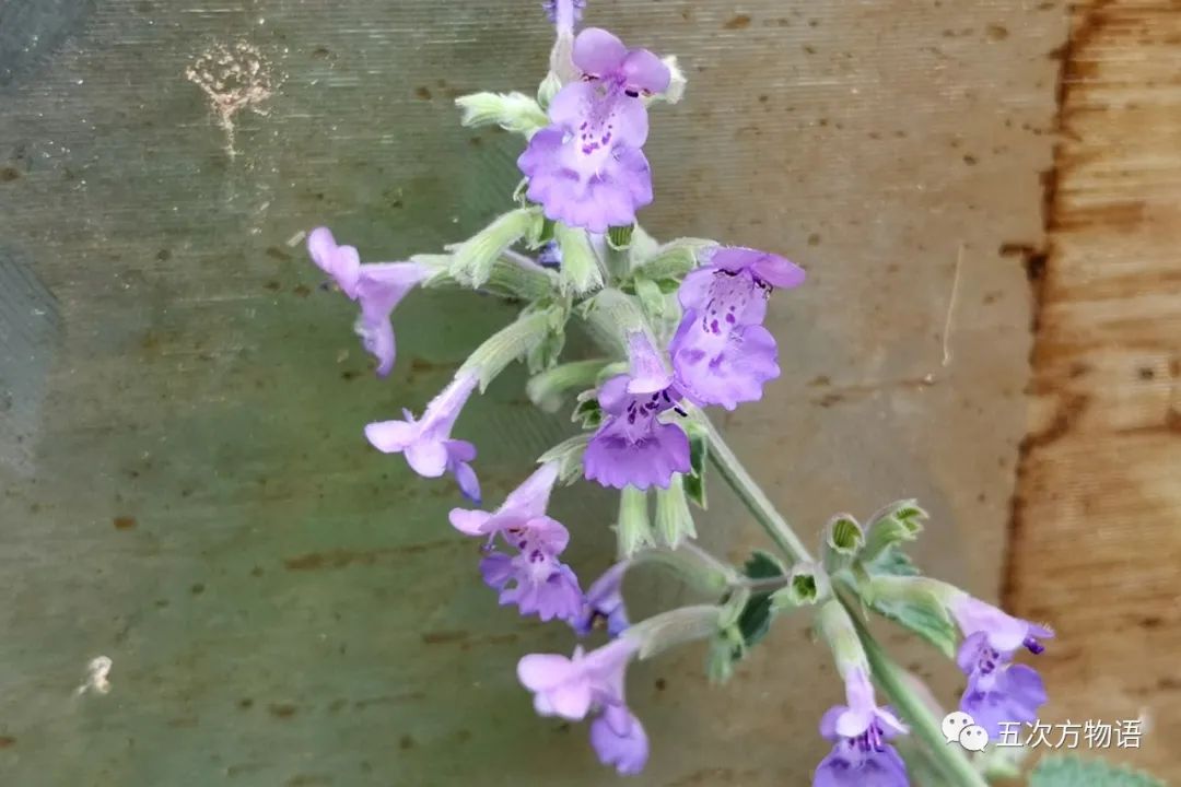 甜罗勒和荆芥 (甜罗勒与九层塔荆芥)