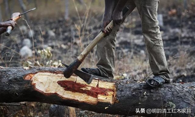 为什么血檀冒充小叶紫檀,为什么血橙那么便宜那么新鲜