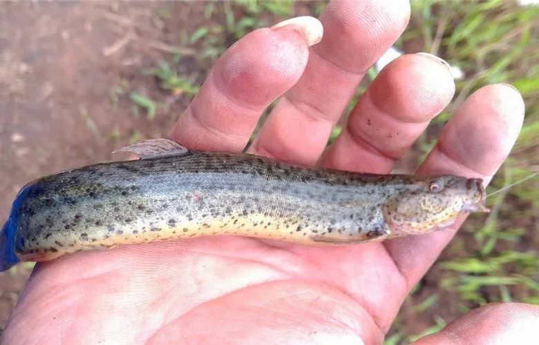 新手钓鱼100个常识题,钓鱼入门必背100个常识